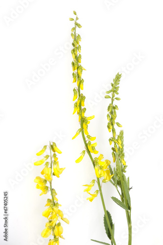 Steinklee; Melilotus, officinalis; photo