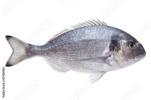 Fotografie, Obraz Dorado fish on white background