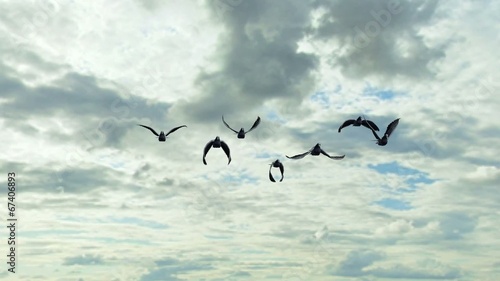 pigeons fly on sky and green screen background photo