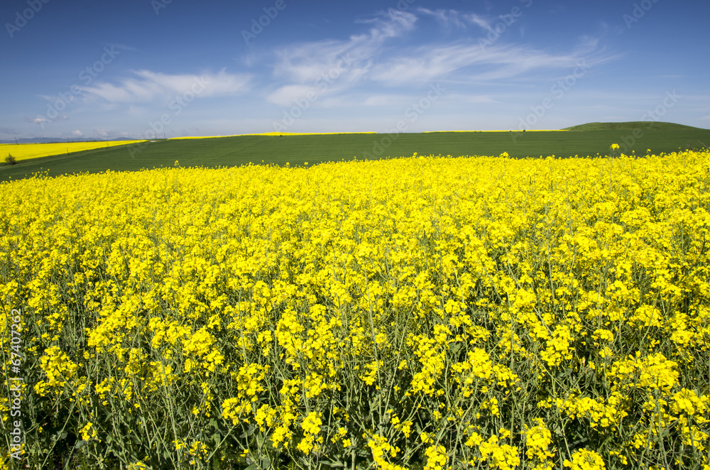 Fototapeta premium Rape field