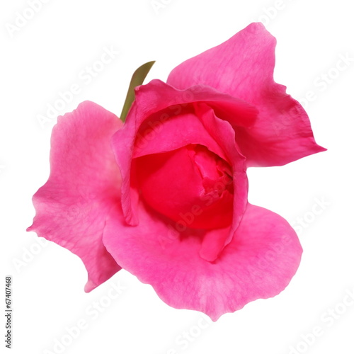 Fototapeta Naklejka Na Ścianę i Meble -  Pink rose isolated on white background