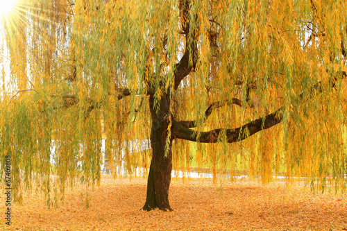 Trauerweide im Herbst