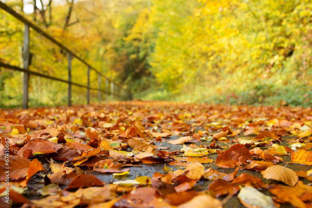 Herbstlicher Waldweg