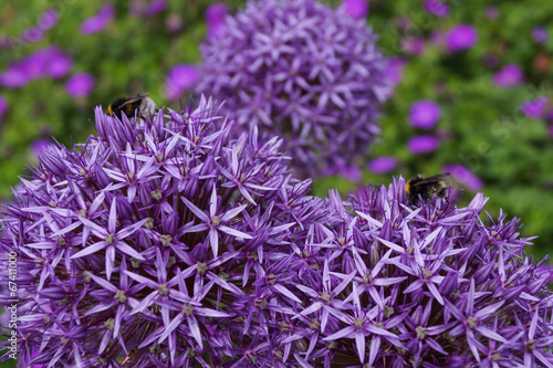 Sternkugellauch mit Hummel photo