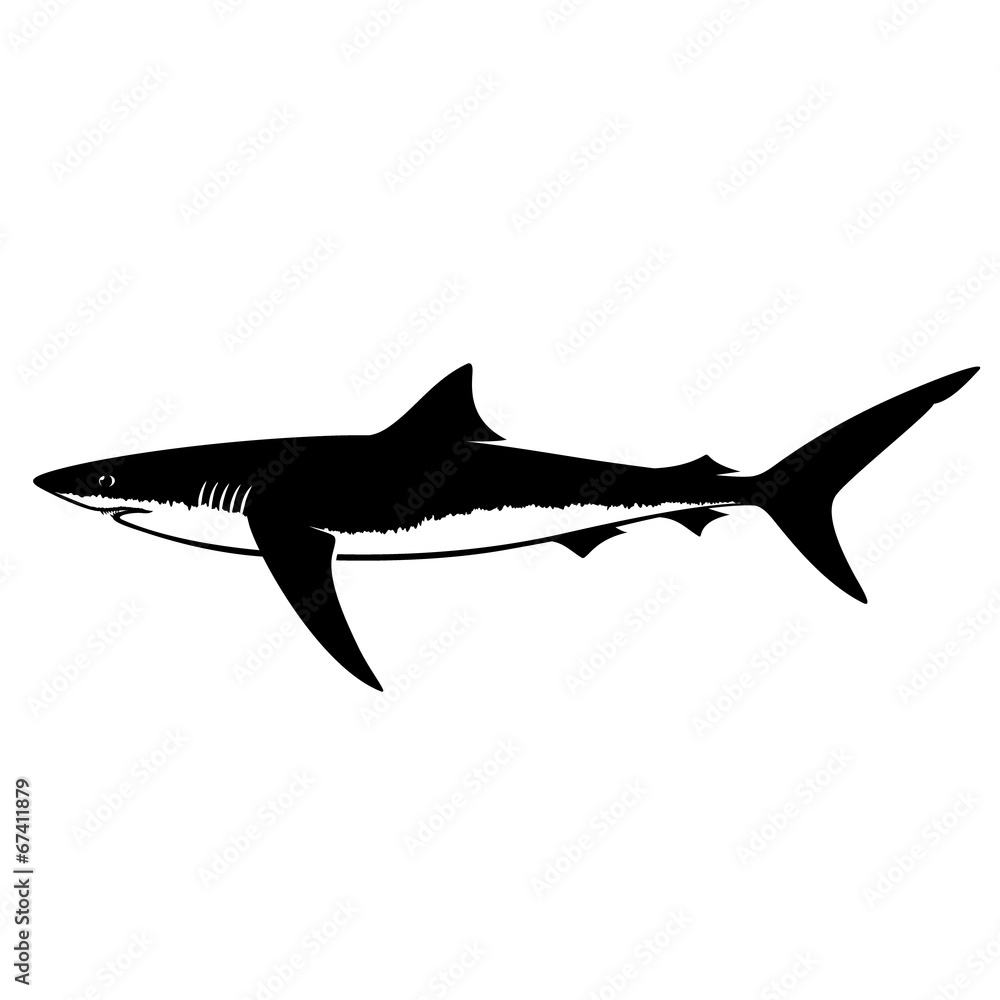 Blue Shark Silhouette Isolated on White Blue Shark Silhouette Isolated on White