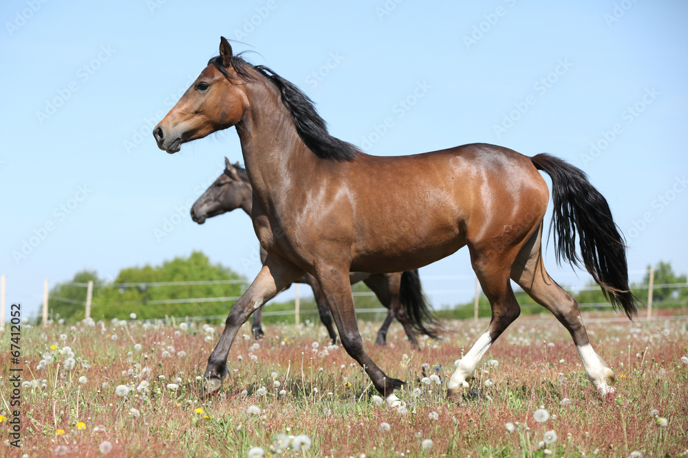 Amazing brown sport pony running on pasturage Amazing brown sport pony running on pasturage
