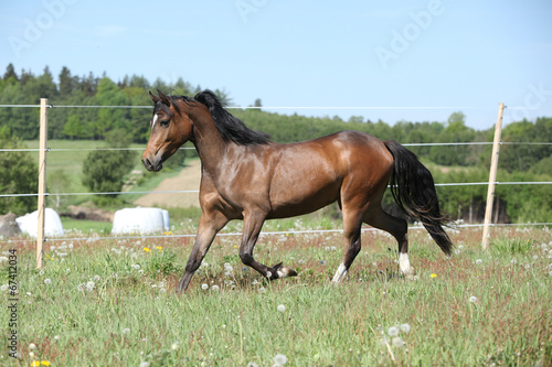 Amazing brown sport pony running on pasturage © Zuzana Tillerova