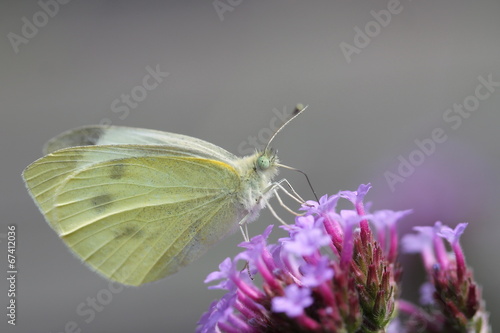 cabbage butterfly on a purple flower