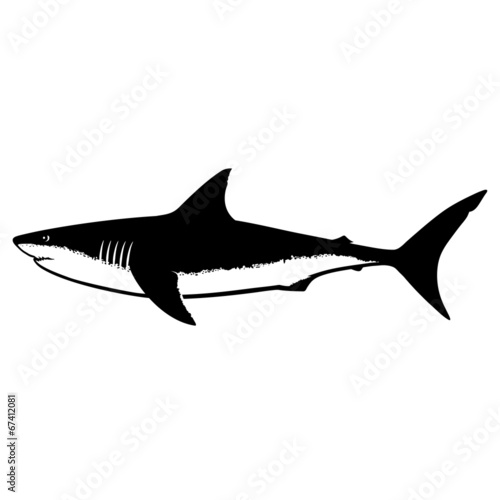 Great White Shark Silhouette Isolated on White