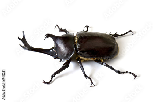 Rhinoceros beetle © kojihirano