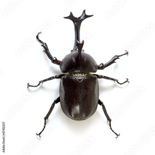 Rhinoceros beetle, white background