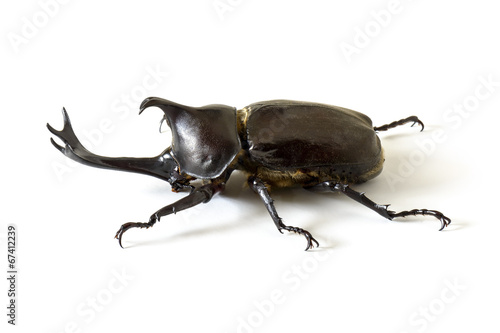 Rhinoceros beetle © kojihirano