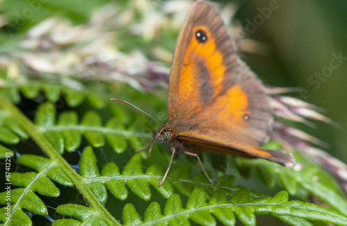 Papillon Myrtil - Maniola jurtina - posé sur une branche