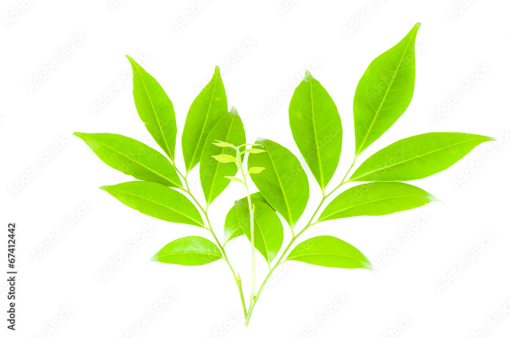 Obraz premium Leaf isolated on white