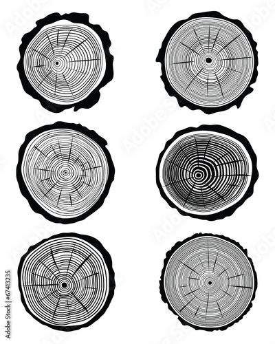 Vector illustration of cross section of the trunk