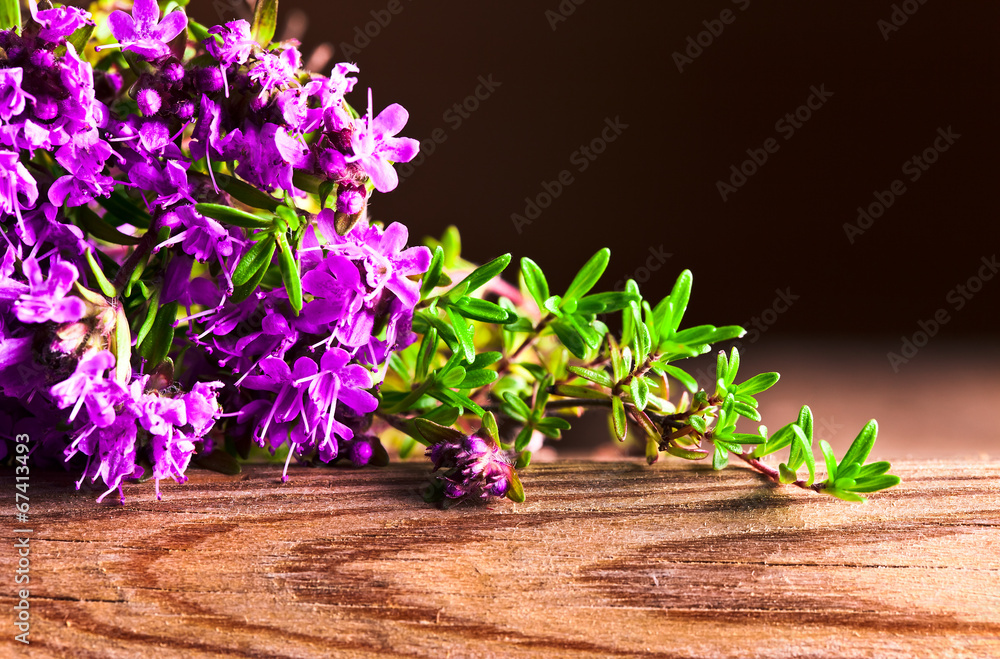 Naklejka premium Bunch of a blossoming thyme