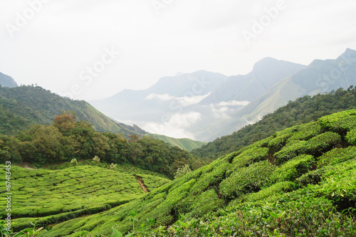Tea fields and mountains in munnar