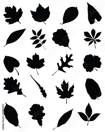 Black silhouettes of foliage on a white background, vector