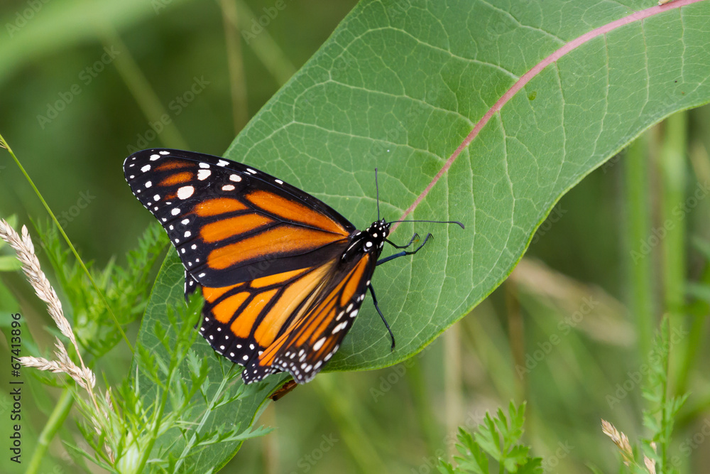 Fototapeta premium Monarch Butterfly