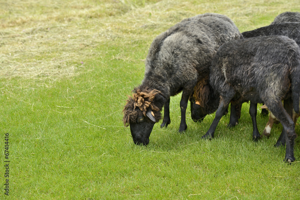 Fototapeta premium Beautiful short grey sheep grazing grass