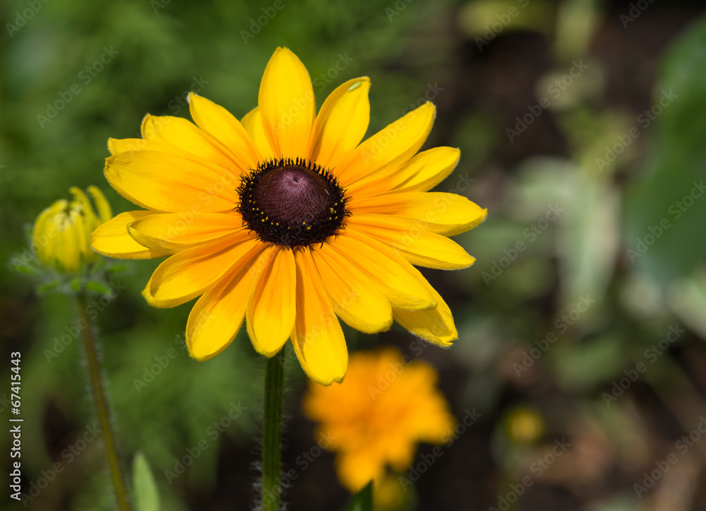 Fototapeta premium Rubdékia, fleur jaune