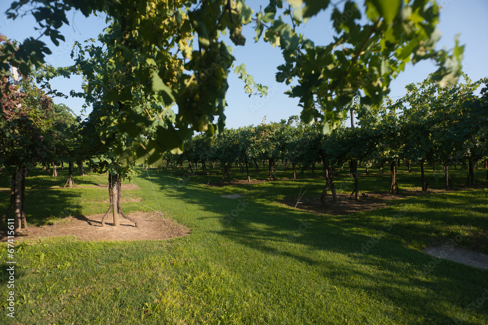 Obraz premium Vineyards