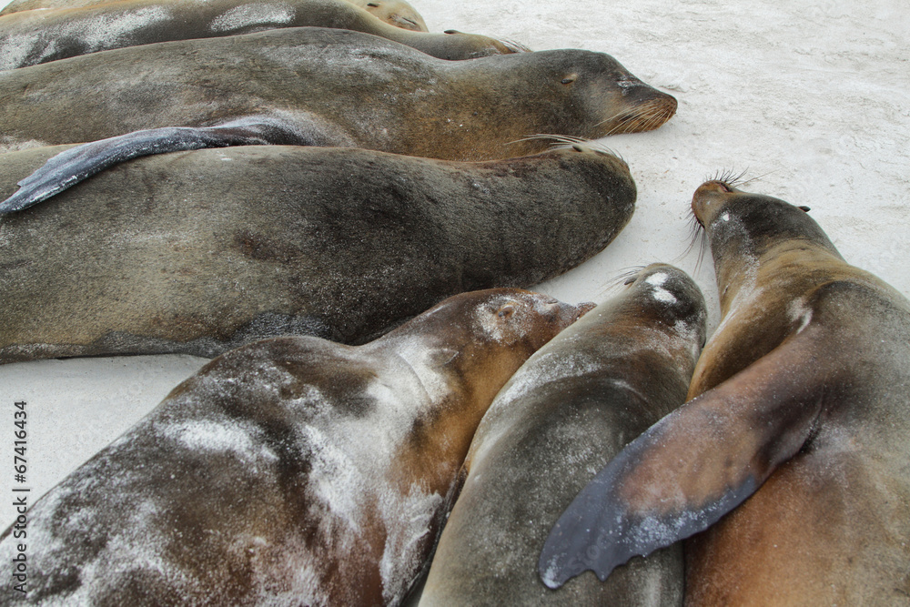 Sea Lions resting on the sand Sea Lions resting on the sand