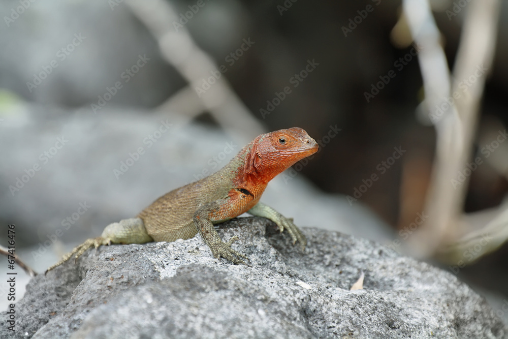 Galapagos Lava Lizard (Microlophus albemarlensis) Galapagos Lava Lizard (Microlophus albemarlensis)