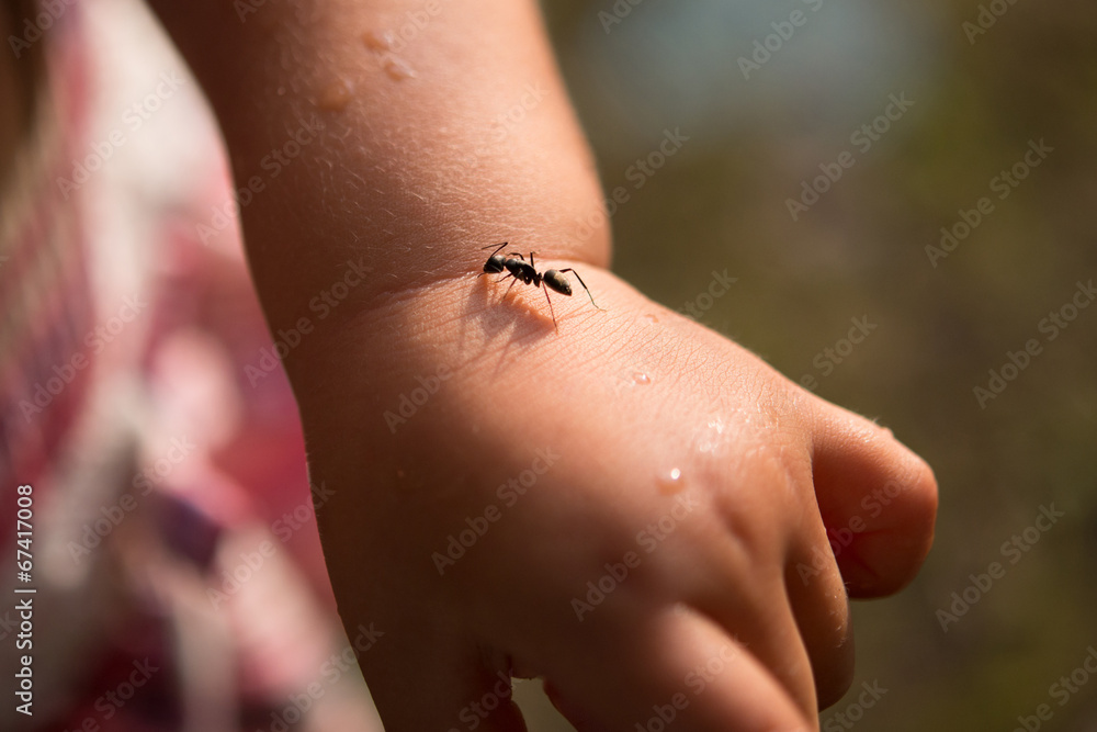 子供の手に乗る蟻 子供の手に乗る蟻