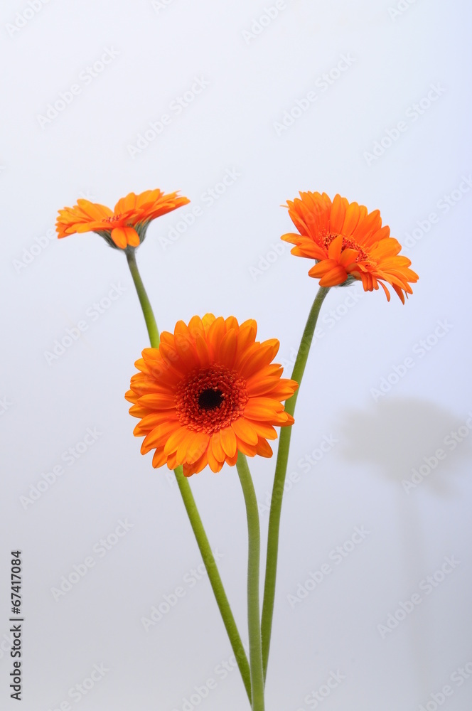 Close up of orange daisy flower Close up of orange daisy flower