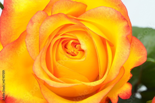 Close up of orange rose flower