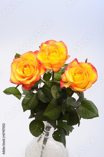 Fototapeta Naklejka Na Ścianę i Meble -  Close up of orange rose flower