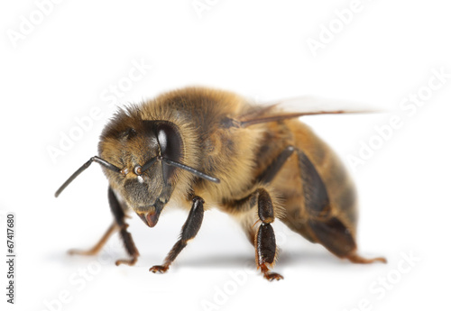 Photos abeille