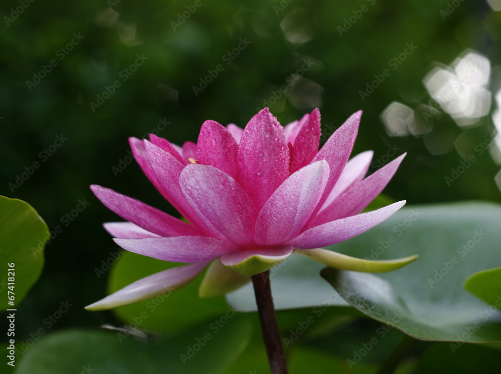 Lotus flower and Lotus flower plants Lotus flower and Lotus flower plants