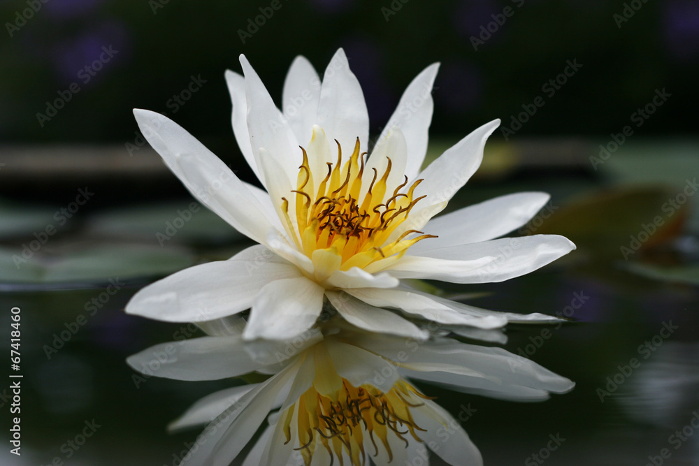 Beautiful white lotus in the pond