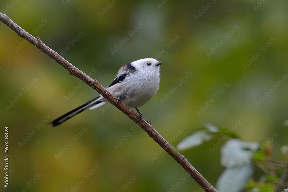Fototapeta premium long tailed tit outdoor (aegithalos caudatus)
