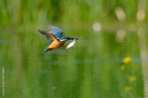 kingfisher in flight (alcedo atthis) © bereta