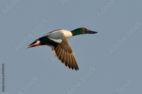wild duck flying (anas clypeata)