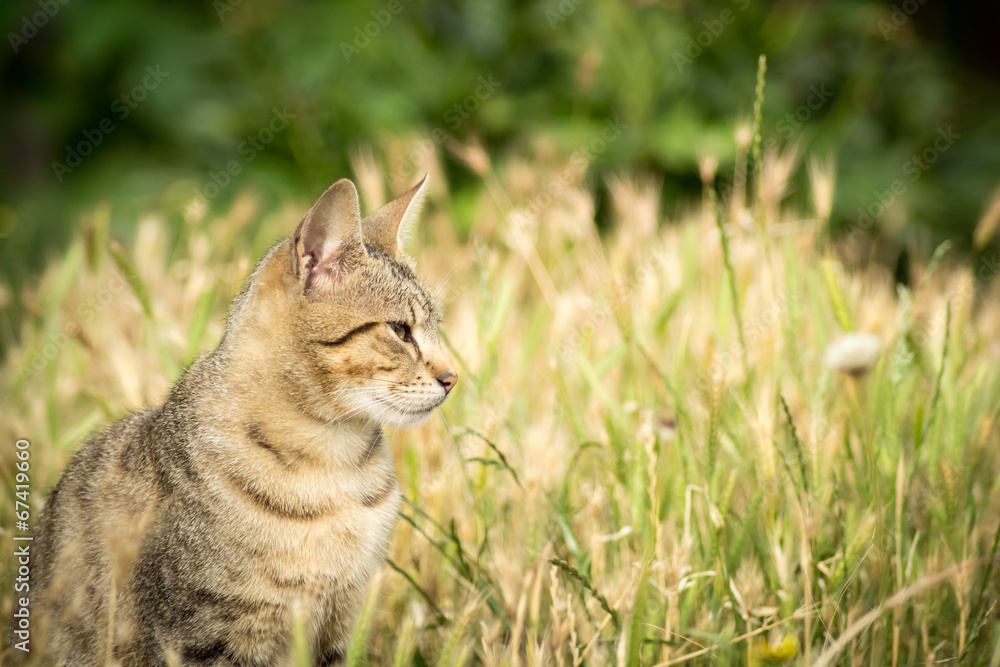 Stray cat sitting in the grass Stray cat sitting in the grass