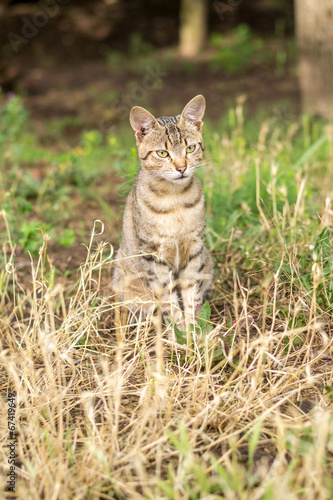 Wallpaper Mural Stray cat sitting in the grass Torontodigital.ca