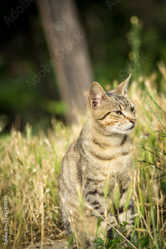 Stray cat sitting in the grass © krash20