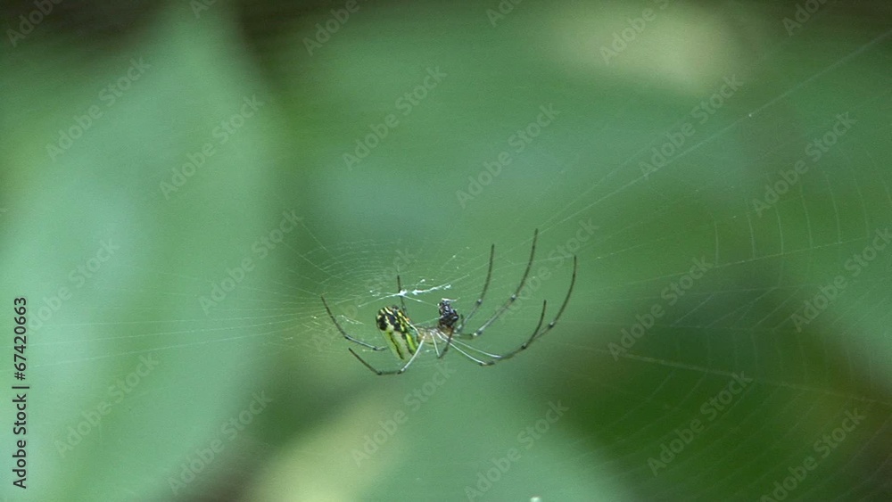 Spider eating bug Spider eating bug