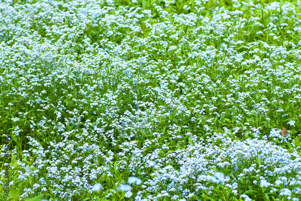 The flower garden of forget me not The flower garden of forget me not