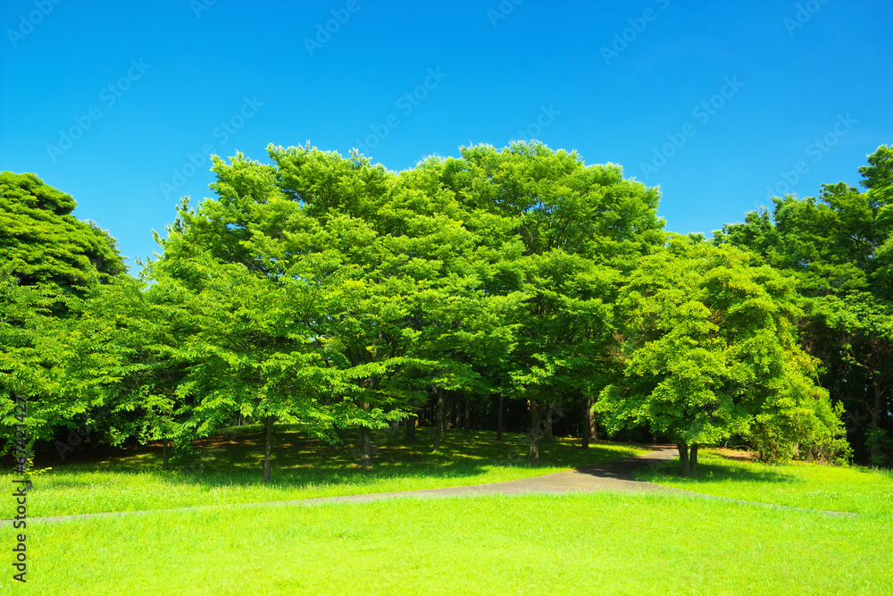 Fresh verdure with blue sky