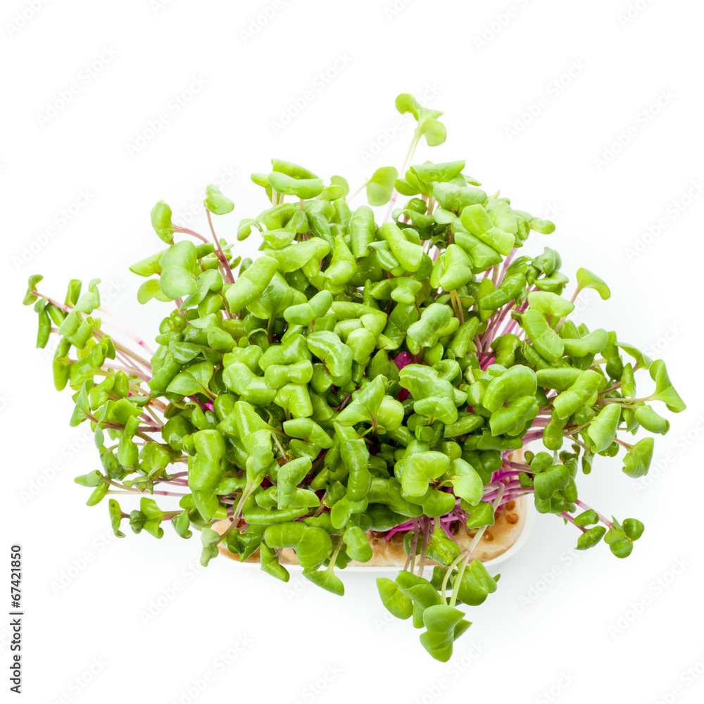 Obraz premium Kresse Chili
