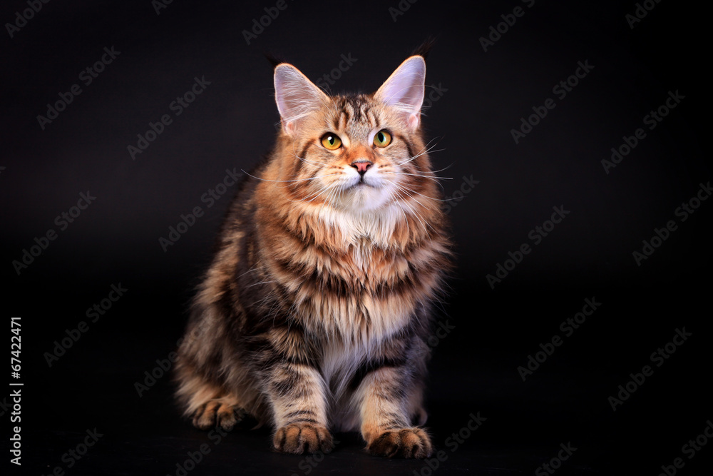 Brown Tabby Maine Coon on black