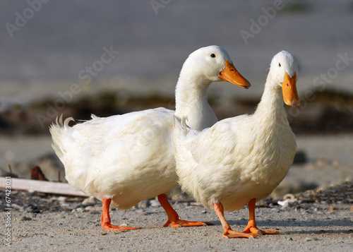 Pair of beautiful domestic ducks