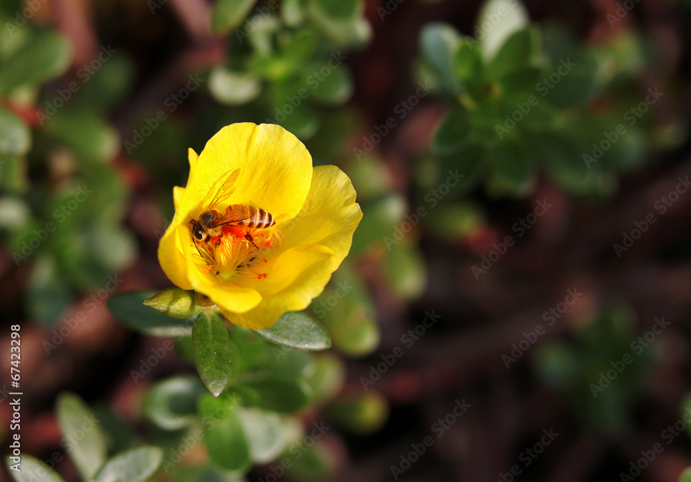 Honeybee taking nectar from yellow Wingpod Purslane Honeybee taking nectar from yellow Wingpod Purslane