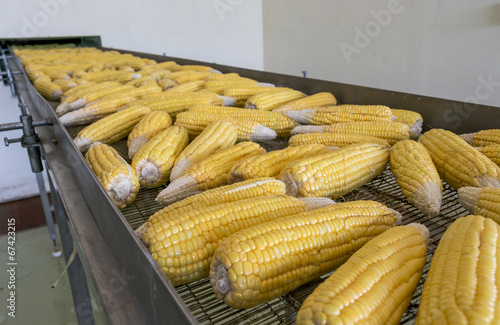 Fresh corns on transmission belt in factory