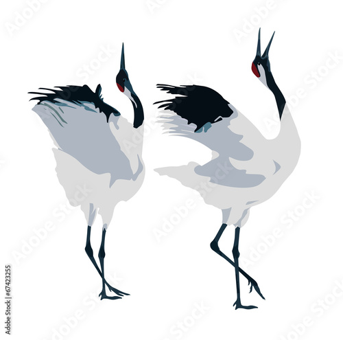 mating dance of cranes photo